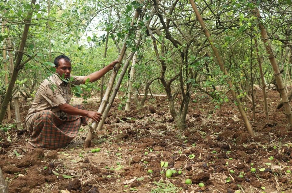 Farmer Abdul Kuddus of Laofula village in Madhupur upazila takes care of his storm-hit lemon orchard.