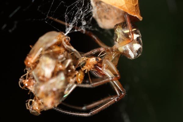 Click to enlarge bugs