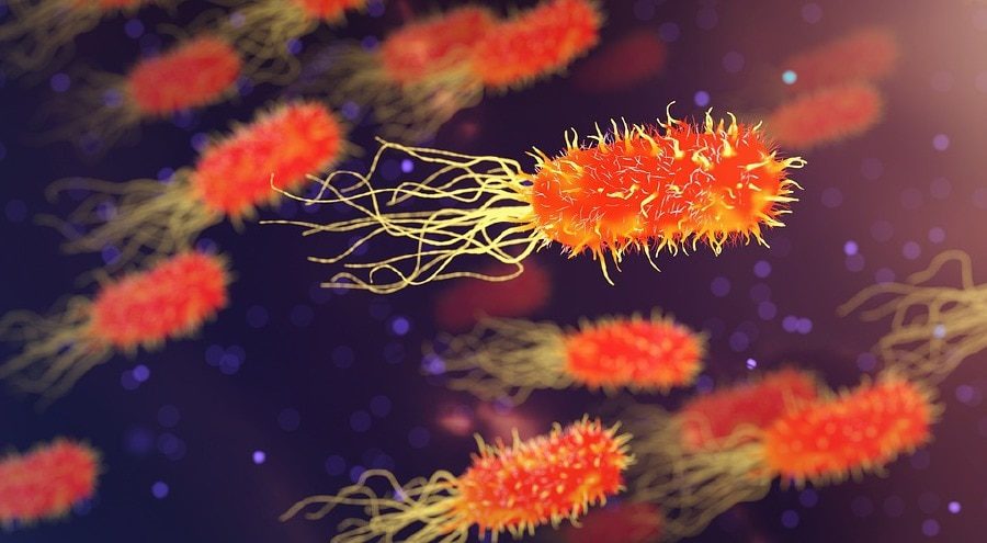 Candida auris