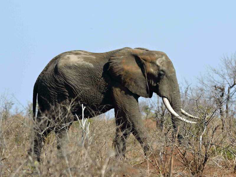 elephant