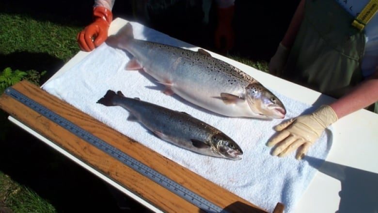 GMO salmon vs regular salmon