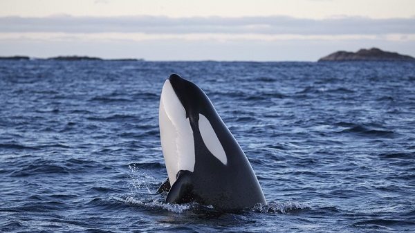 Orcas