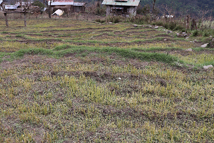 The hailstorm damaged buckwheat fields in Trongsa