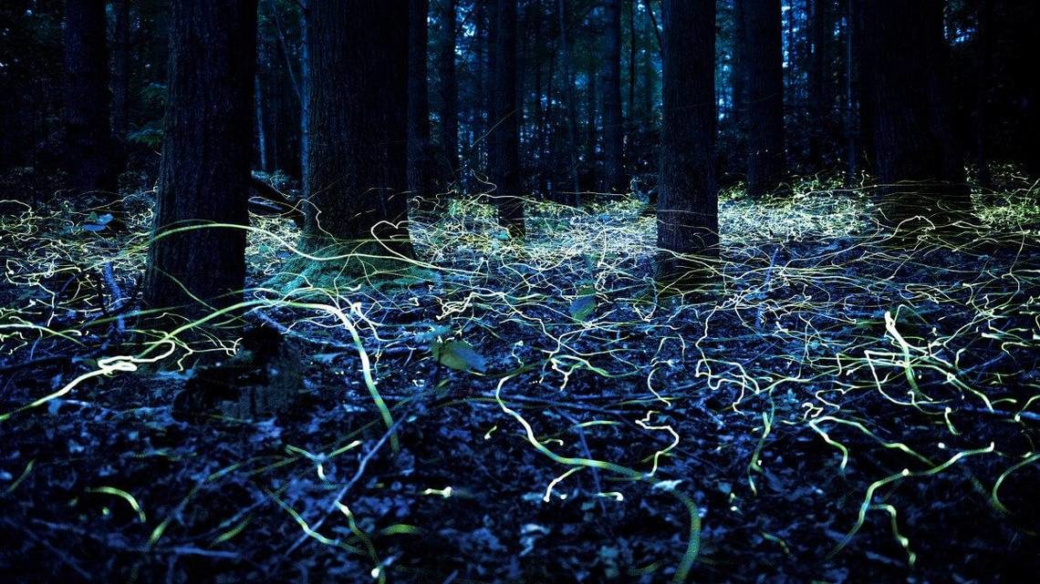 fireflies