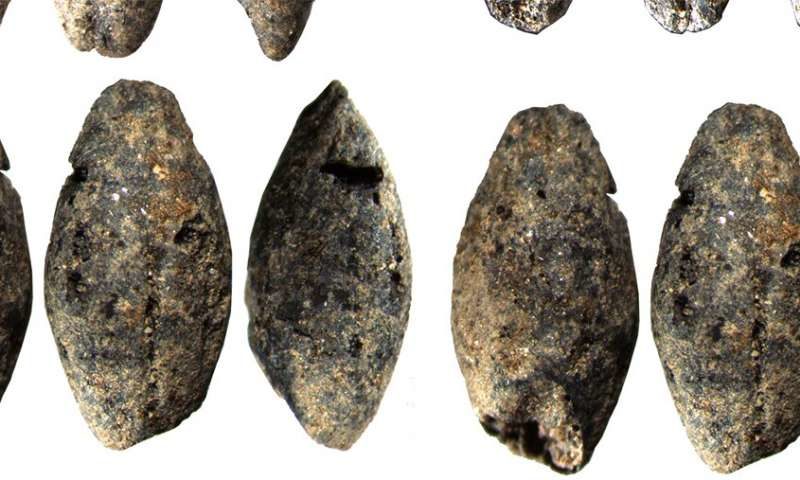 Click to enlarge barley grain 5,000