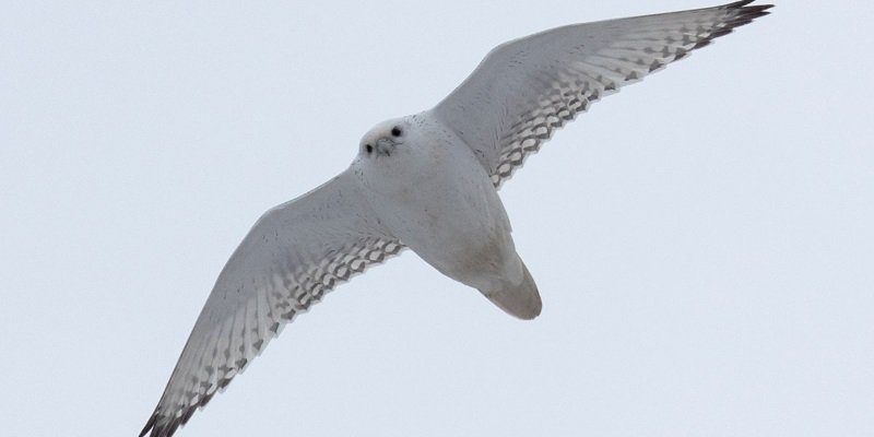 Gyrfalcon