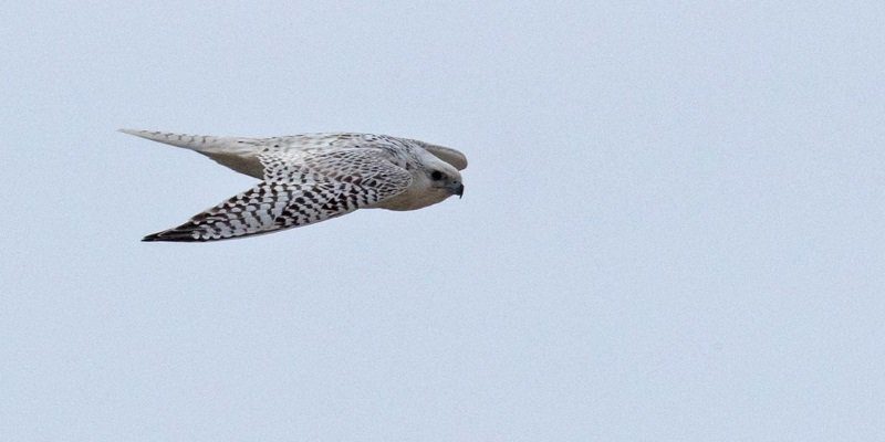 Gyrfalcon