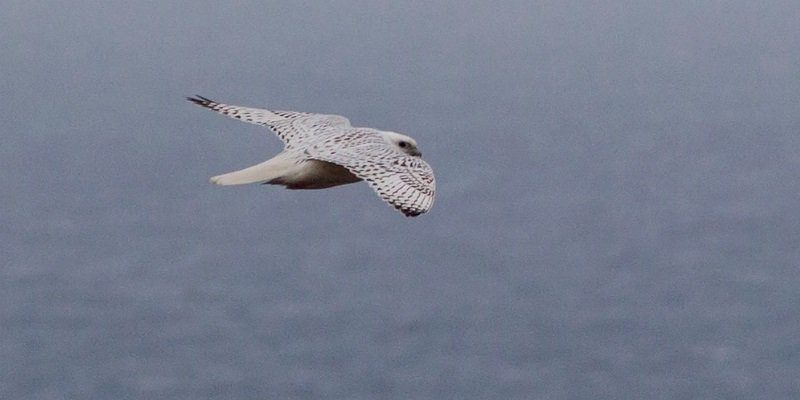 Gyrfalcon