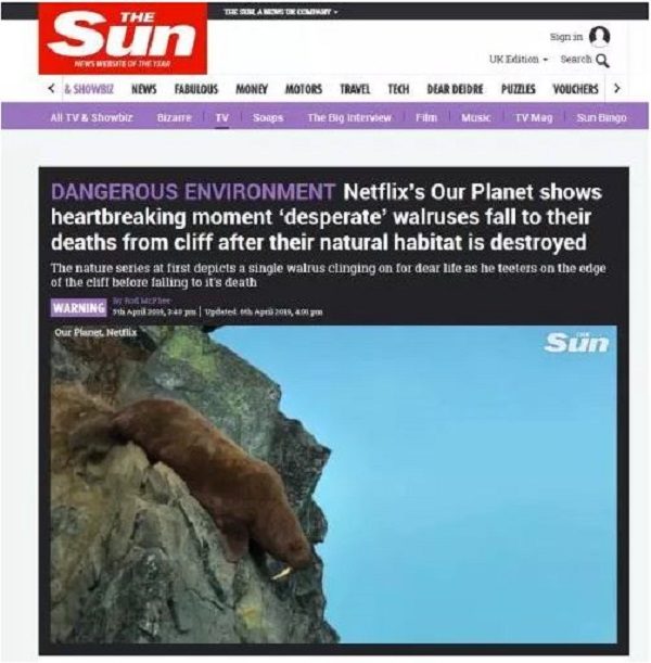 suicidal walrus