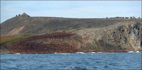 Click to enlarge walruses on the beach