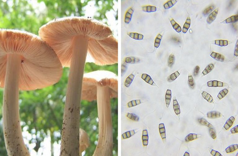 plastic eating mushroom