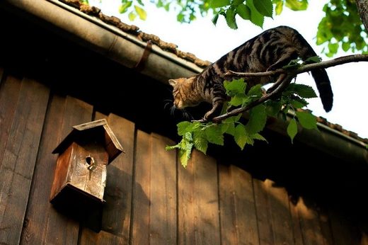 Click to enlarge Catmikaze