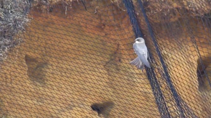 Netting bird