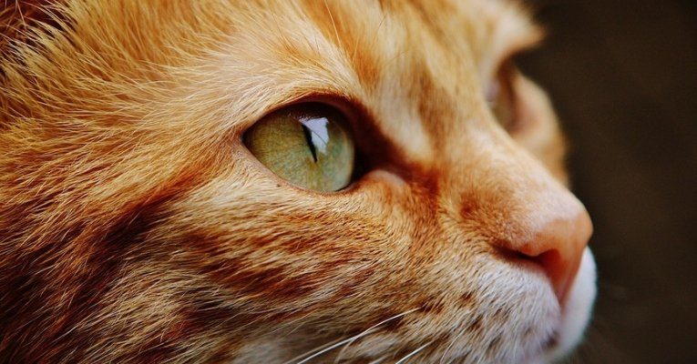 orange cat