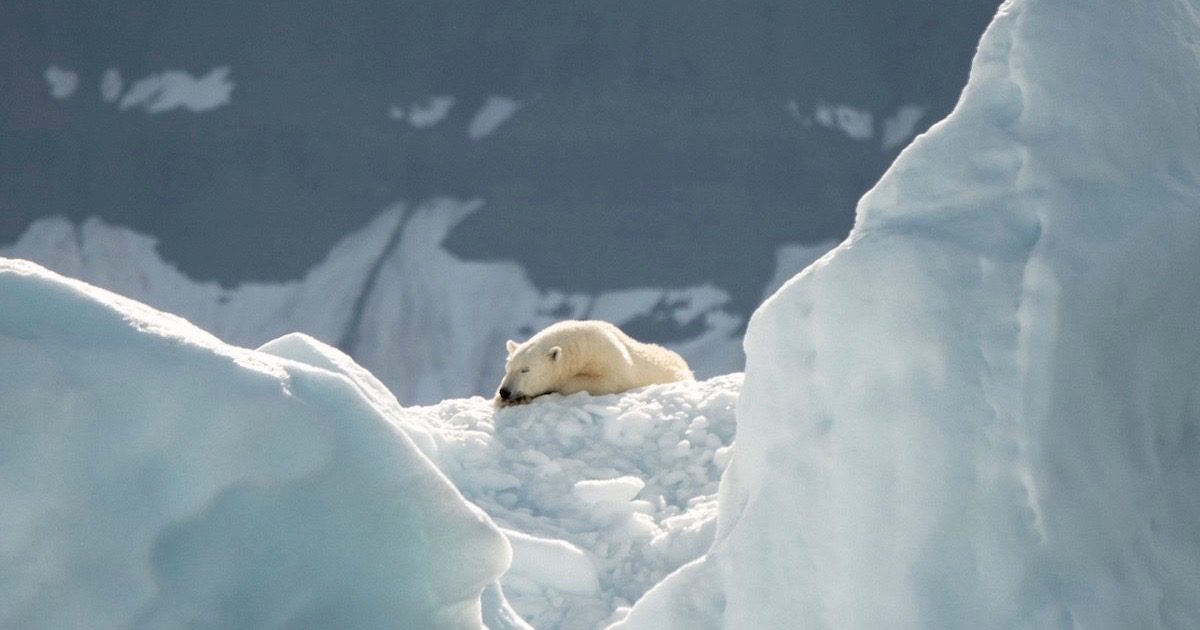 polar bear