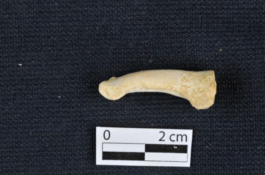 Click to enlarge Homo luzonensis