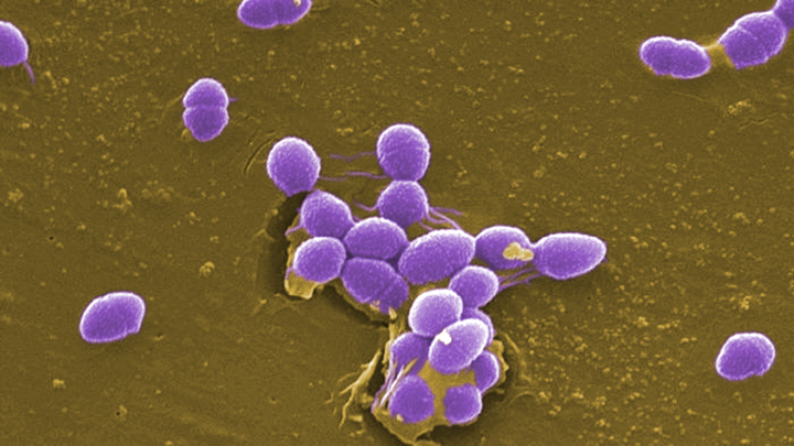 Click to enlarge gut bacteria