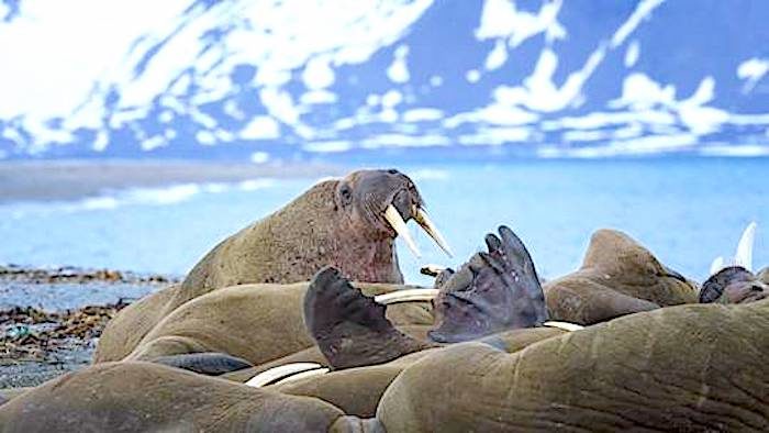 Click to enlarge walrus