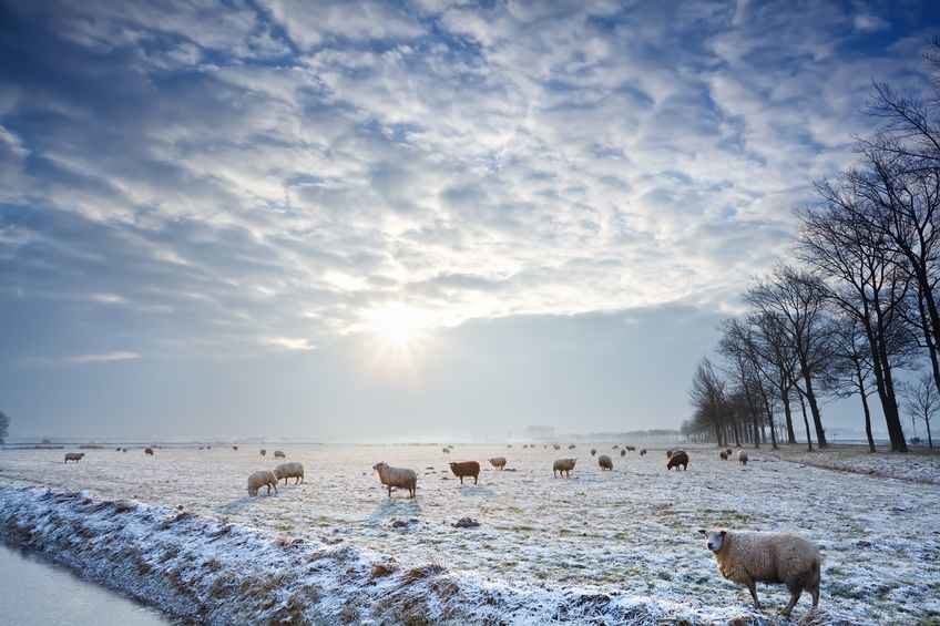 Click to enlarge Sheep farming