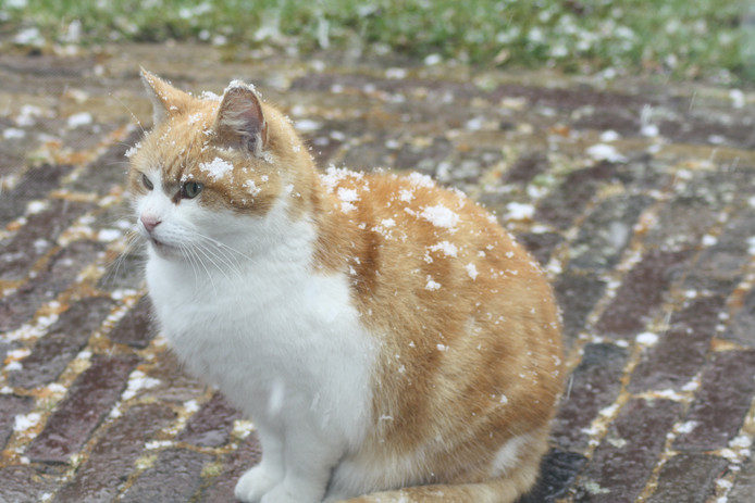 cat snow netherlands