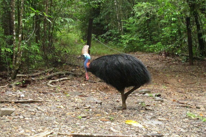 A cassowary