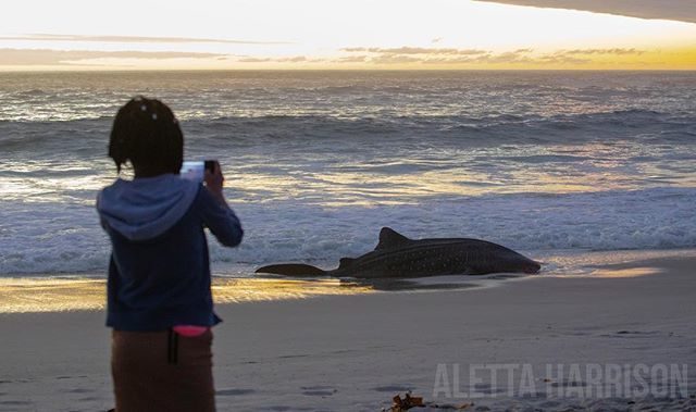 whale shark