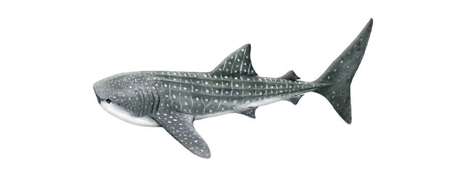 whale shark