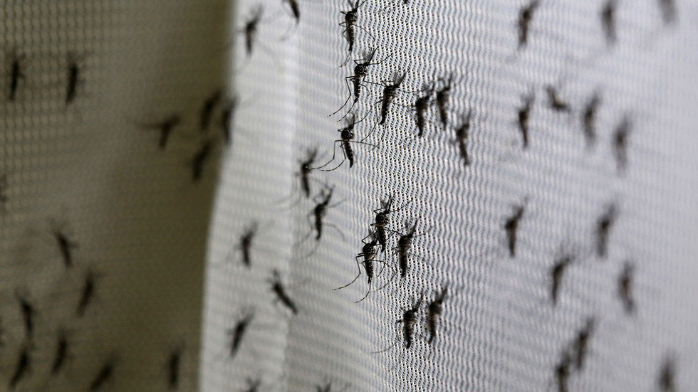 Click to enlarge bugs on screen