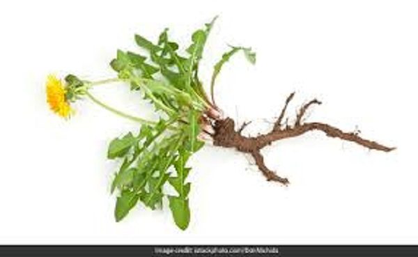 Dandelion root