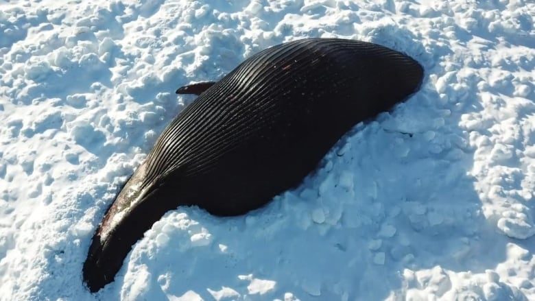 Brian King used a drone to get up-close to a whale in ice off the cost of western Newfoundland.