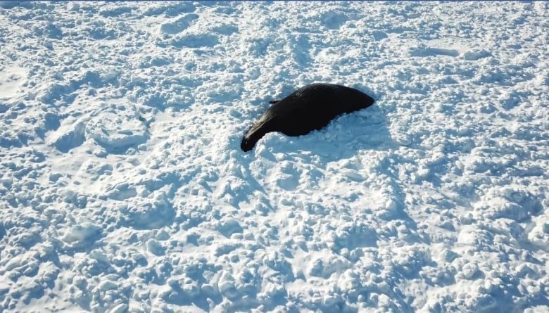 Click to enlarge Brian King said it is not uncommon to see whale