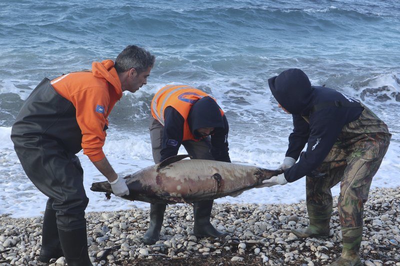 In this photo provided by Archipelagos Institute of Marine Conservation members of Archipelagos institute carry a dead dolphin at a beach of Samos island, Aegean sea, Greece, on Saturday, Feb. 9, 2019.