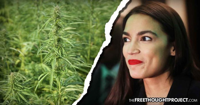 Click to enlarge AOC hemp