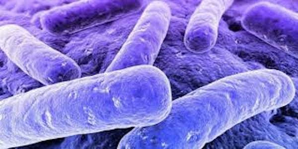 Click to enlarge e-coli