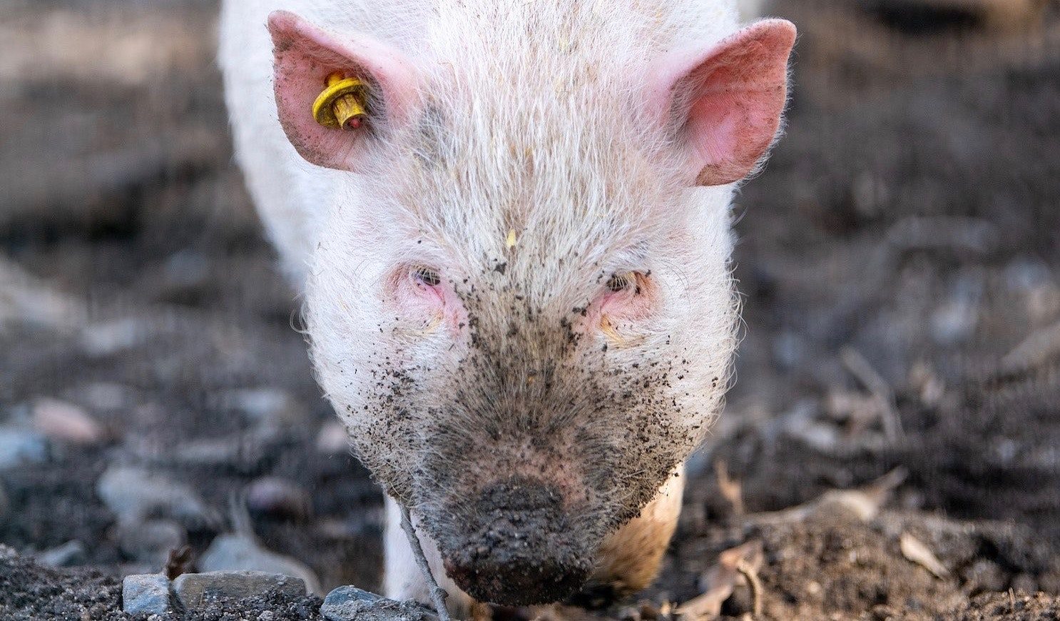Click to enlarge Reanimated Pig