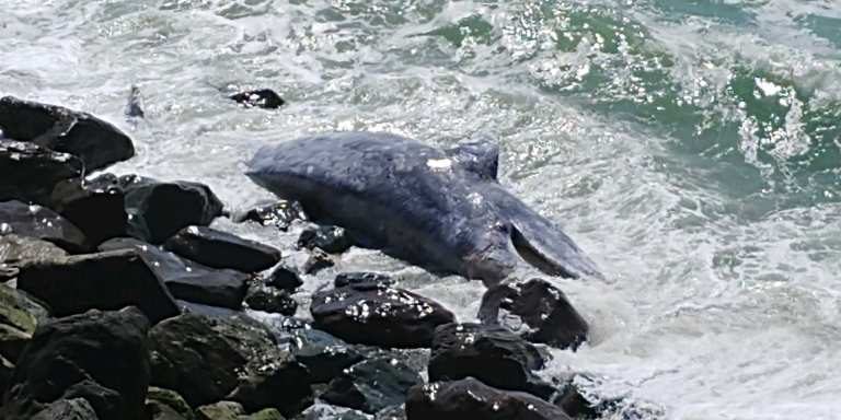 The dead whale’s body resting on the shore