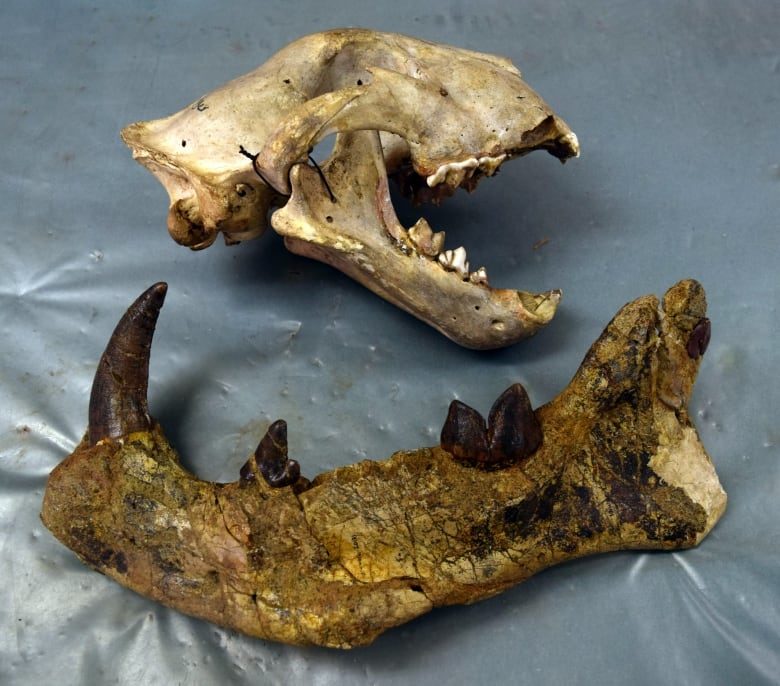 Click to enlarge Lion skull compared to Sibakubwa