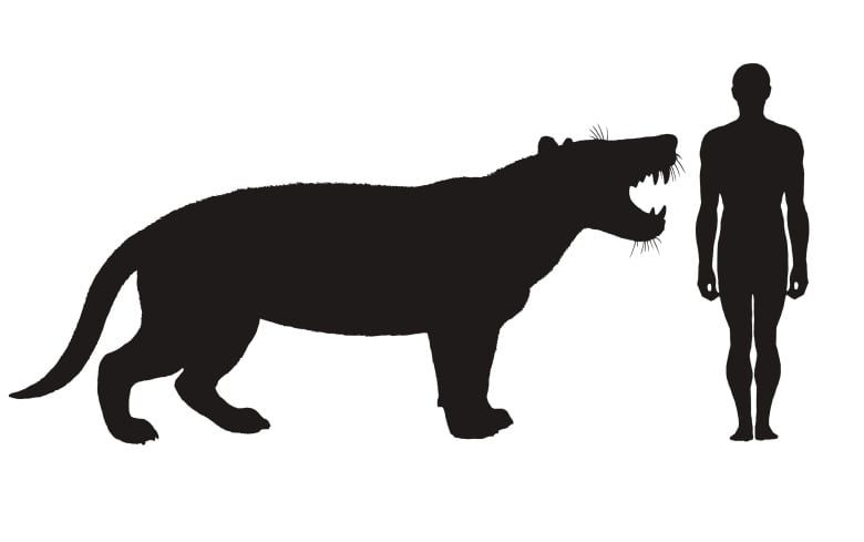 Click to enlarge Simbakubwa kutokaafrika compared to man