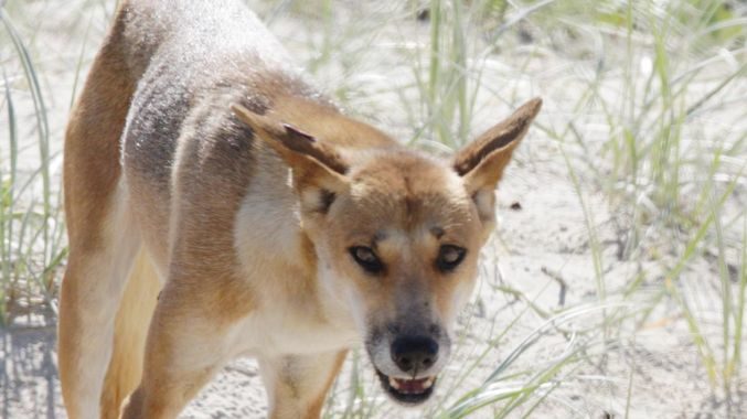 A dingo on the beach a Fraser Island.