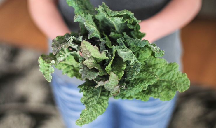 Click to enlarge Kale