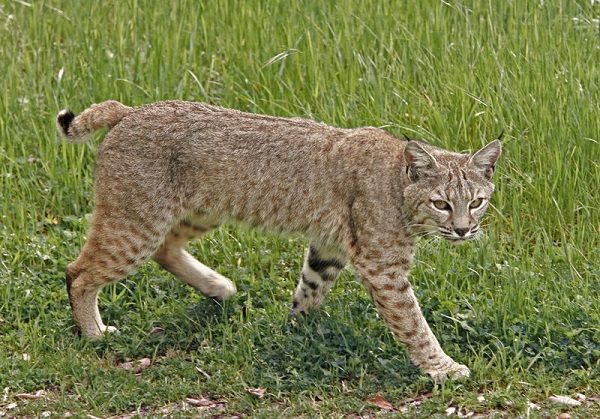 Click to enlarge Bobcat