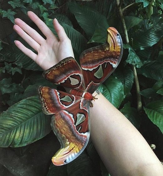 Attacus Atlas