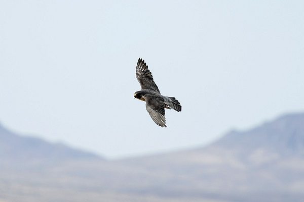 Peregrine falcon