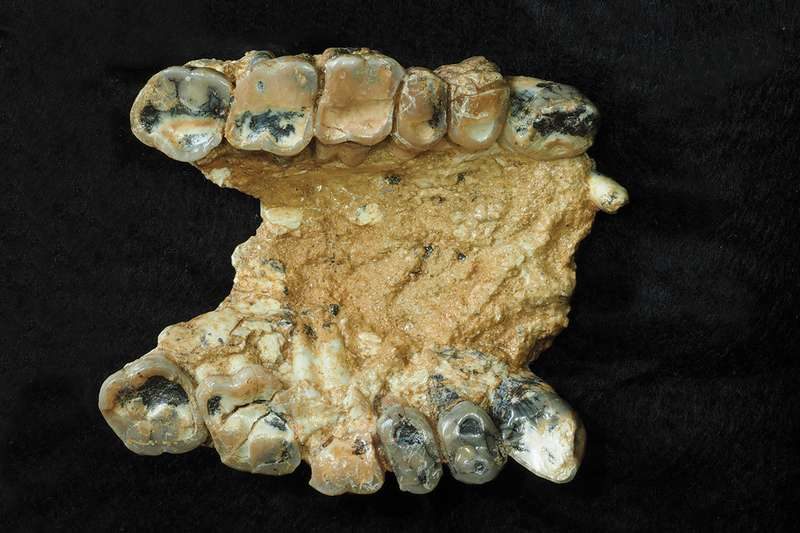 Click to enlarge Nikiti hominin