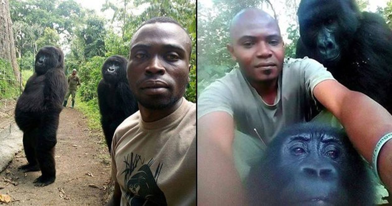 Gorillas Pose With Anti Poaching Rangers