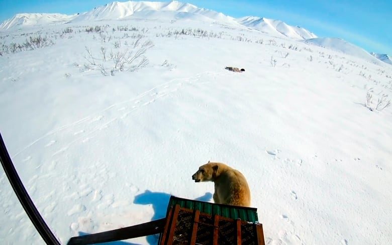 Click to enlarge Rescue workers release the polar bear somewhere