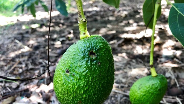 Hass avocado damaged by hail hangs on tree
