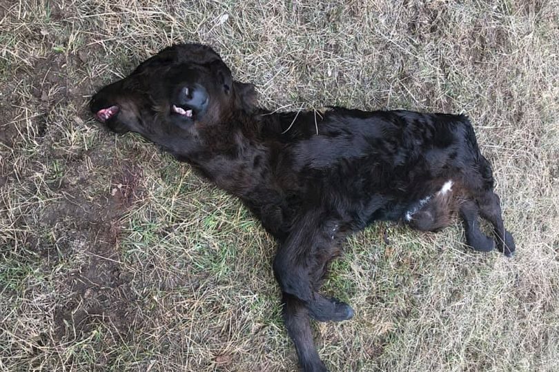 The animal died shortly after birth