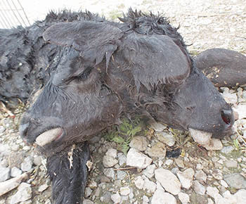 Two-headed calf at Brugger’s
