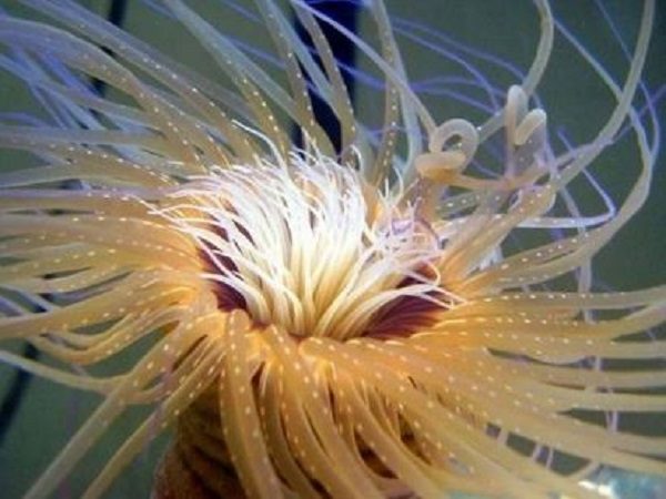 sea anemone